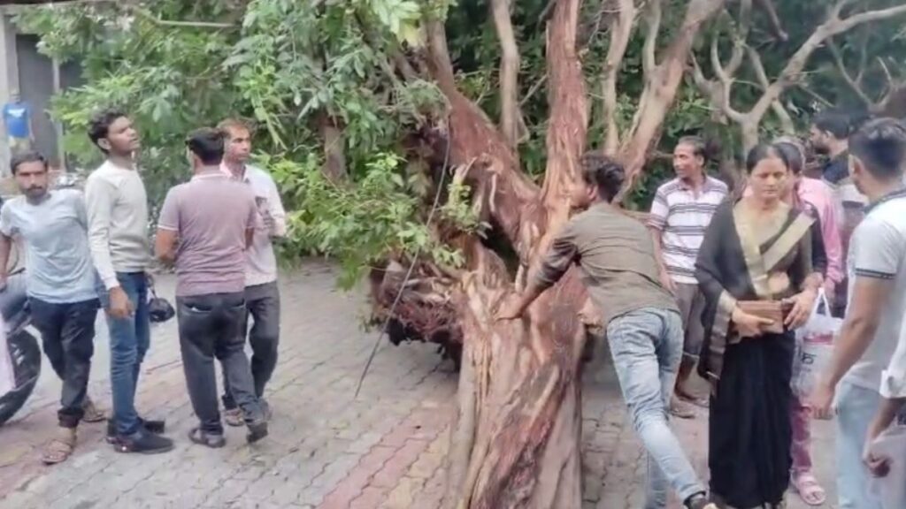 औरैया : पेड़ गिरने से बिजली-आवागमन ठप, वन विभाग ने पेड़ हटाकर आवागमन कराया बहाल