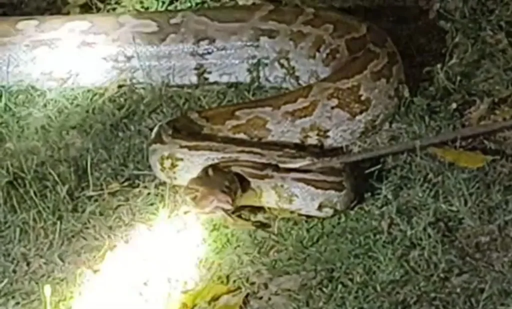 औरैया: सेंट फ्रांसिस एकेडमी में पकड़ा गया अजगर