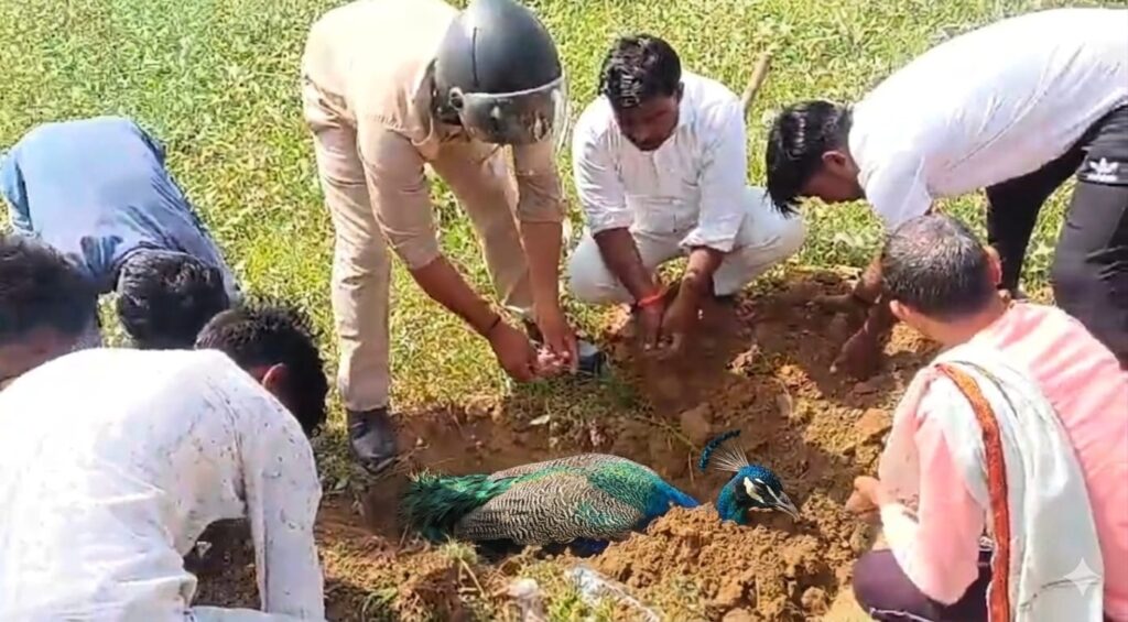 अज्ञात वाहन की टक्कर से राष्ट्रीय पक्षी मोर की मौत, सम्मान के साथ दी गई भू-समाधि 3 103351