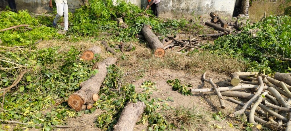 मैनपुरी: रामनगर नगला दुली में हरे पेड़ों पर चला आरा, लकड़ी माफियाओं का वीडियो वायरल 3 136046